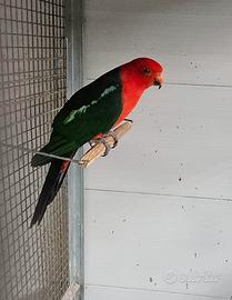 Parrochetto reale australiano