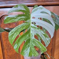 Monstera Deliciosa Variegata