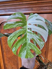 Monstera Deliciosa Variegata