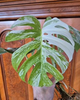 Monstera Deliciosa Variegata