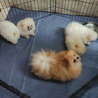 Spitz Pomerania nano pedigree