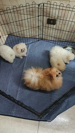 Spitz Pomerania nano pedigree