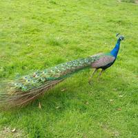 Pavoni (singoli o in coppia)