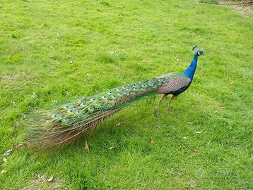 Pavoni (singoli o in coppia)