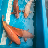 Koi Karashigoi e Ochiba