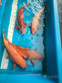 Koi Karashigoi e Ochiba