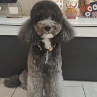 Barboncino per accoppiamento