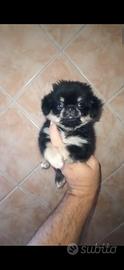 chihuahua Toy pelo lungo 