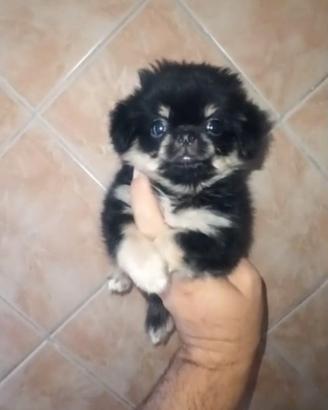 chihuahua Toy pelo lungo 