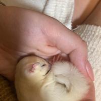 Petauro dello zucchero+accessori+gabbia