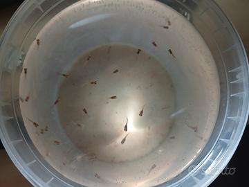 Avanotti di guppy