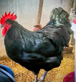 Australorp nero
