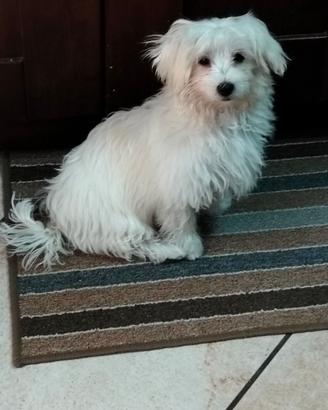 Maltipoo