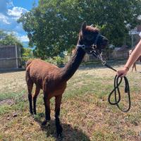 Alpaca femmina addestrata a trekking
