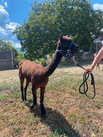 Alpaca femmina addestrata a trekking