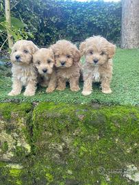Maltipoo cuccioli