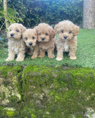 Maltipoo cuccioli