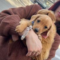 I cuccioli di bridgerton due mesi