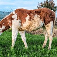 Paint Horse maschio 10 mesi