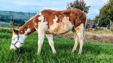 Paint Horse maschio 10 mesi