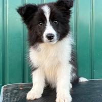 Border collie