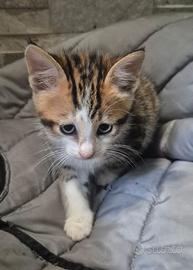 Gattini mix bengala