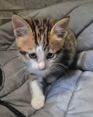 Gattini mix bengala