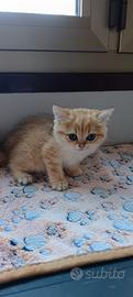Cuccioli di BRITISH Golden