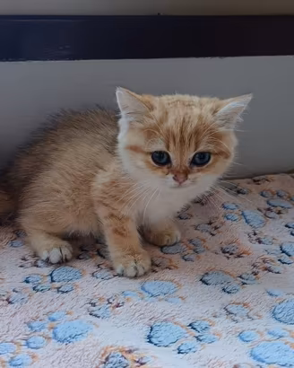 Cuccioli di BRITISH Golden