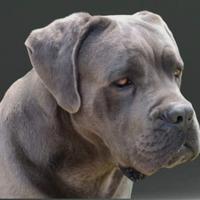 Maschio Cane Corso Accoppiamento