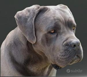 Maschio Cane Corso Accoppiamento