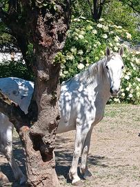 Cavalla Ungherese