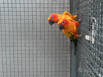 Conuro del sole
