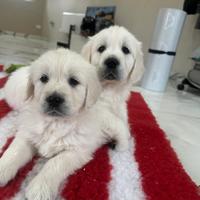 Cuccioli di Golden retriever inglesi