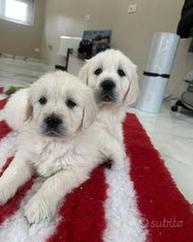 Cuccioli di Golden retriever inglesi