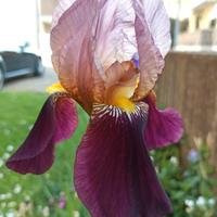 Iris germanica piante