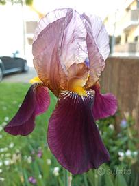 Iris germanica piante