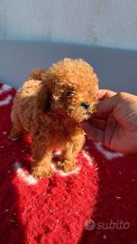 Cuccioli di barboncino Toy 