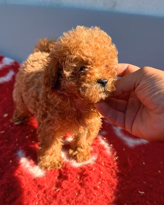 Cuccioli di barboncino Toy 
