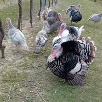 Tacchino ni maschi e femmine, varie colorazioni