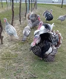 Tacchino ni maschi e femmine, varie colorazioni