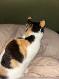 Gattino 4 mesi