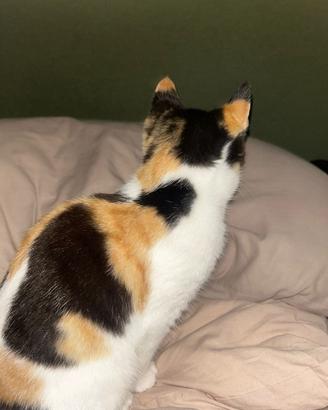 Gattino 4 mesi