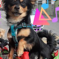 Rochy disponibile per accoppiamento