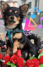 Rochy disponibile per accoppiamento