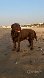 Labrador cioccolato