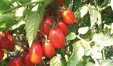 Semi di pomodoro corbarino (20 semi)