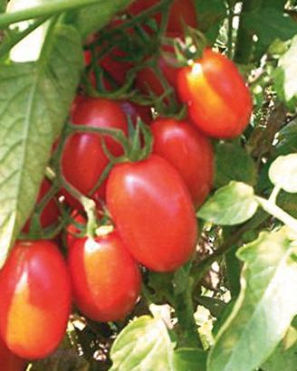 Semi di pomodoro corbarino (20 semi)