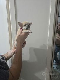 chihuahua 