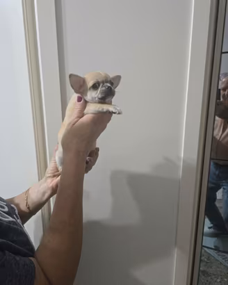 chihuahua 